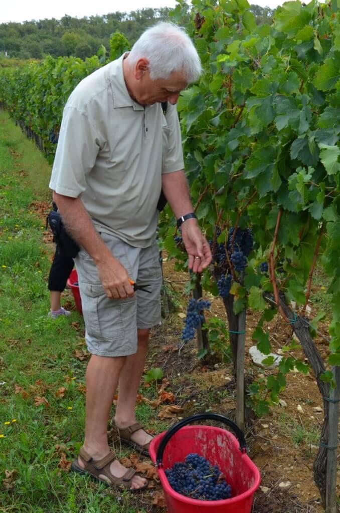 bob cuts grapes from the vine at il colombaio di cencio vineyard, gaiole in chianti, itay