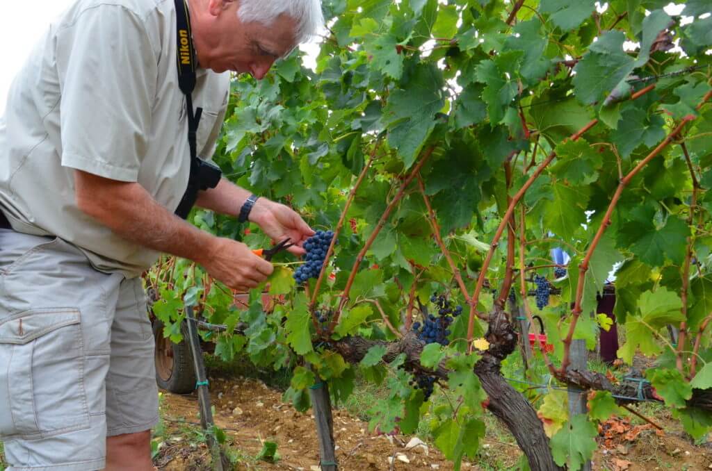 bob cuts grapes off the vine at il colombaio di cencio vineyard, gaiole in chianti, itay