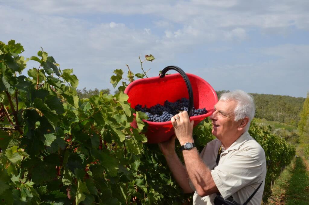 bob hands grapes to grape wagon at il colombaio di cencio vineyard, gaiole in chianti, itay