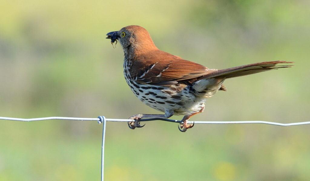 brown thrasher at carden alvar, cameron ranch, kawartha lakes, ontario, pic 4