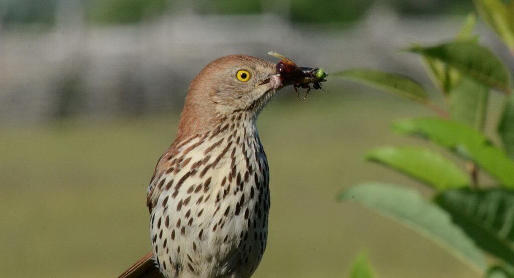 brown thrasher holding bugs at carden alvar, cameron ranch, kawartha lakes, ontario