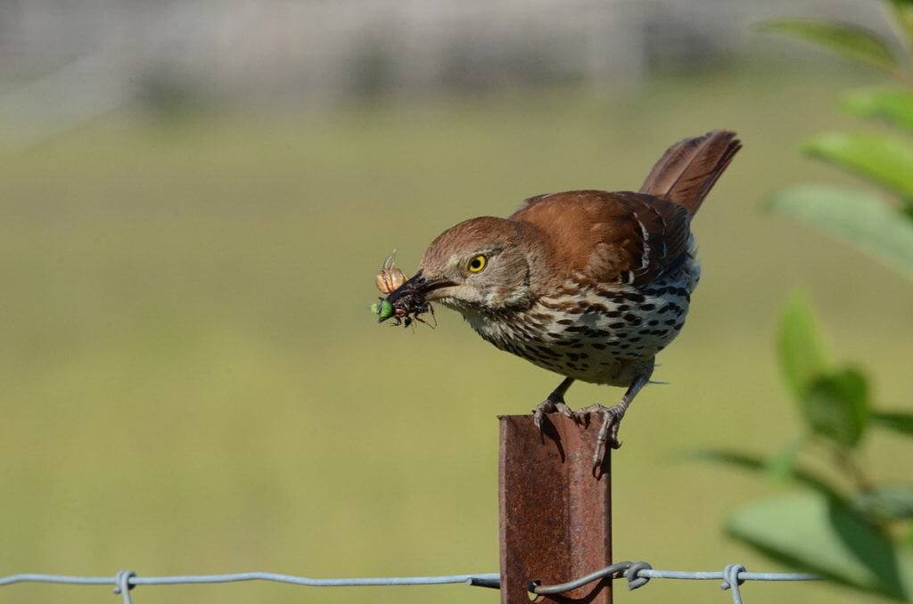 brown thrasher on fence post at carden alvar, cameron ranch, kawartha lakes, ontario, pic 1