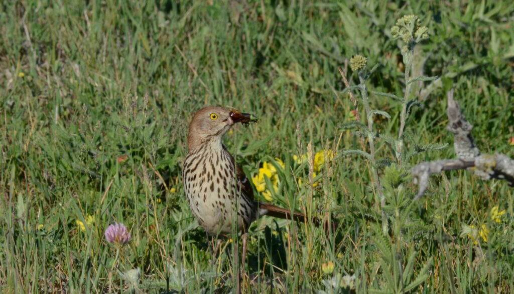brown thrasher on ground with bugs at carden alvar, cameron ranch, kawartha lakes, ontario
