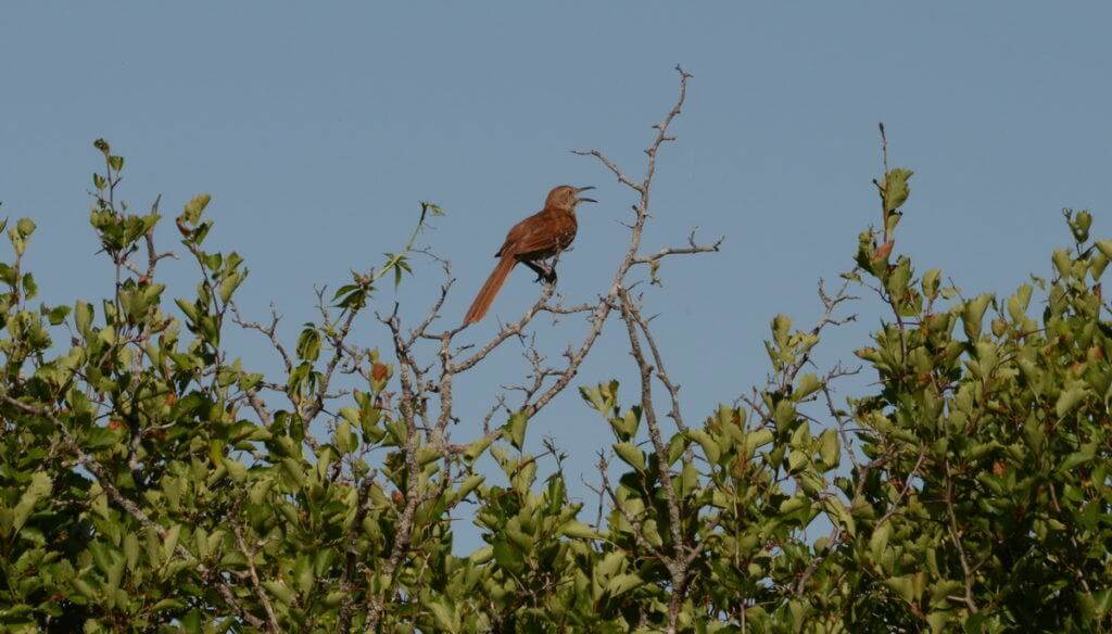 brown thrasher sings out in a tree at the carden alvar, cameron ranch, ontario