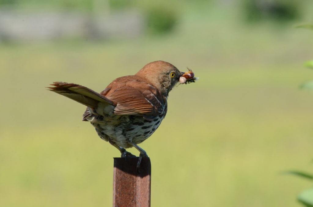 brown thrasher sitting on fence post with bugs at carden alvar, cameron ranch, ontario