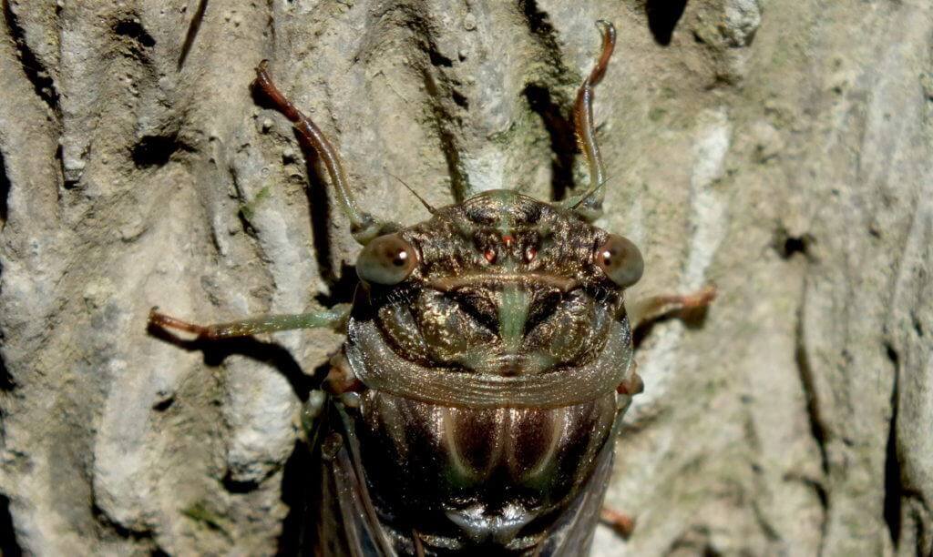 closeup of the head and eyes of a cicada in a garden in toronto, ontario