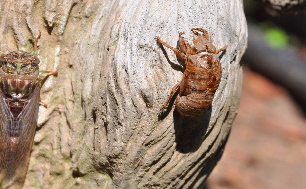 cicada resting beside its exoskeleton in a garden in toronto, ontario