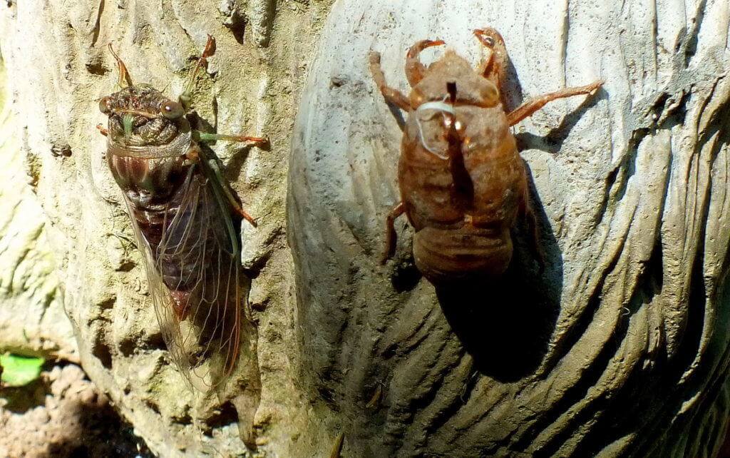cicada sitting beside its exoskeleton in a garden in toronto, ontario