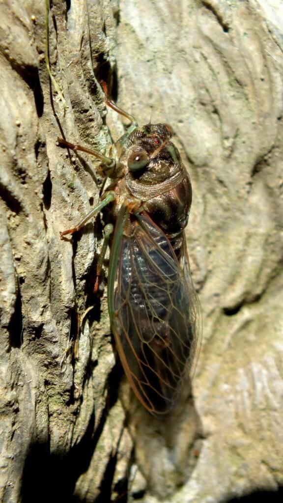 cicada resting in a garden in toronto, ontario
