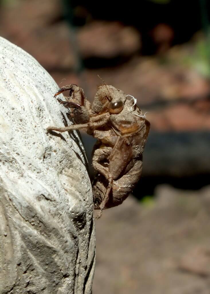 cicada exoskeleton in a garden in toronto, ontario