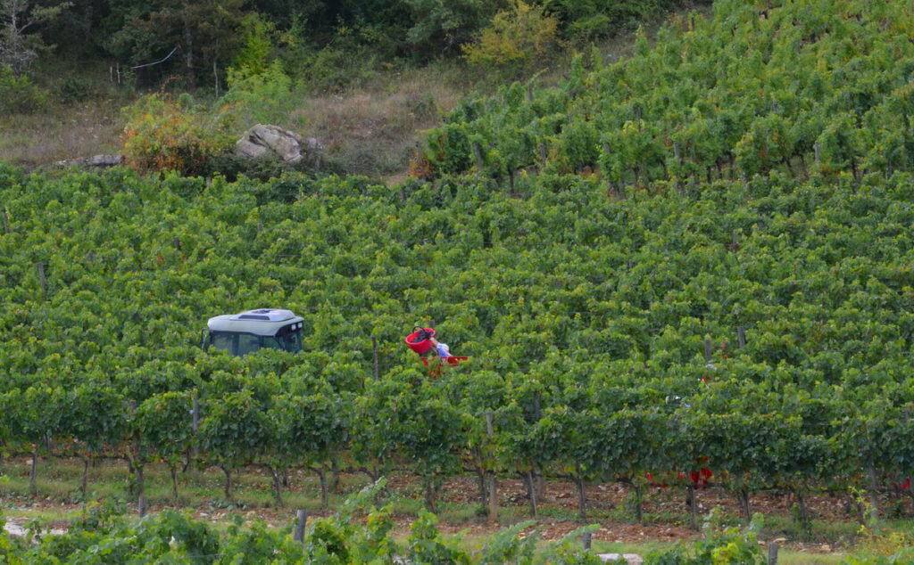 grape vines growing in fields at ll colombaio di cencio Vineyard, gaiole in chianti, itay