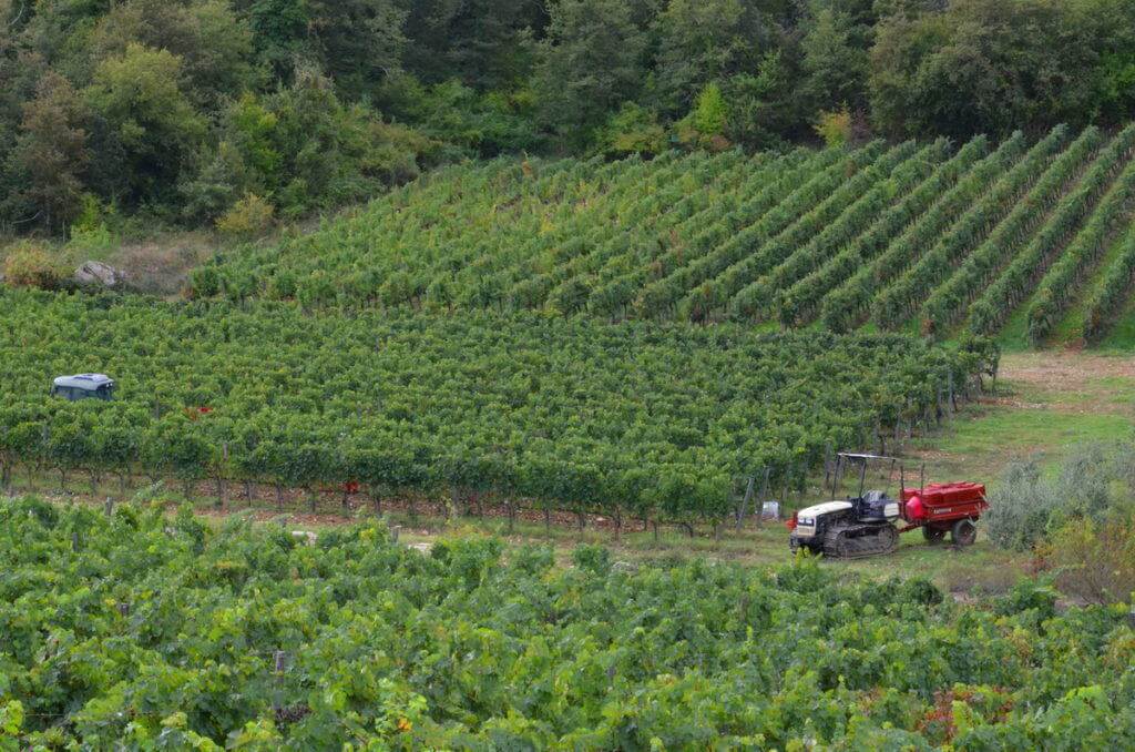 grape vines growing in fields, ll colombaio di cencio Vineyard, gaiole in chianti, itay