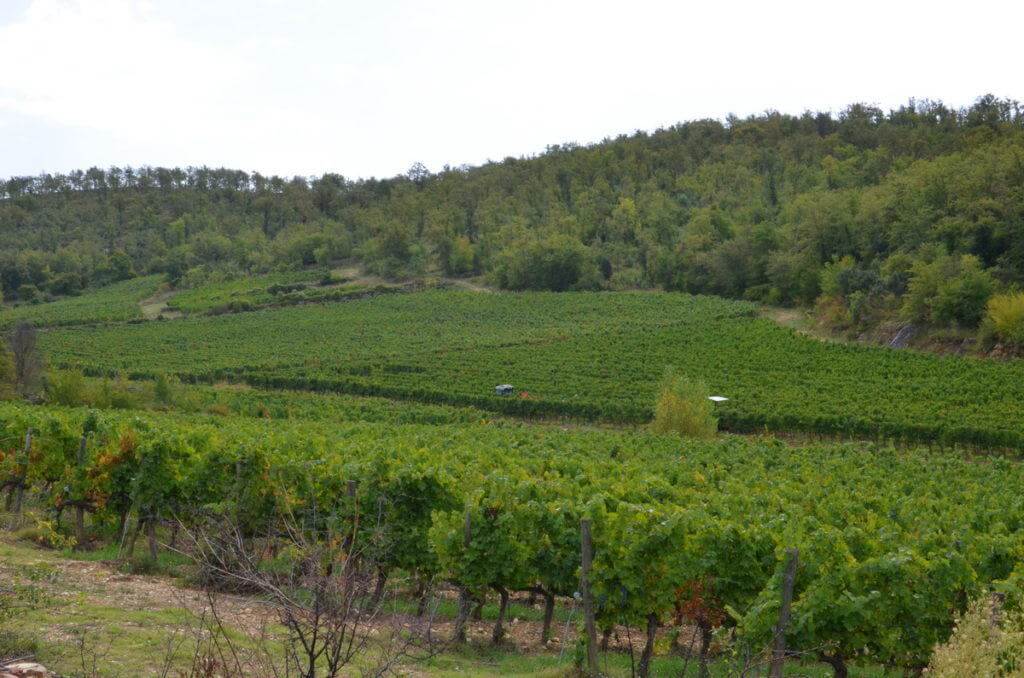 grape vines growing in the vineyard at ll colombaio di cencio, gaiole in chianti, itay