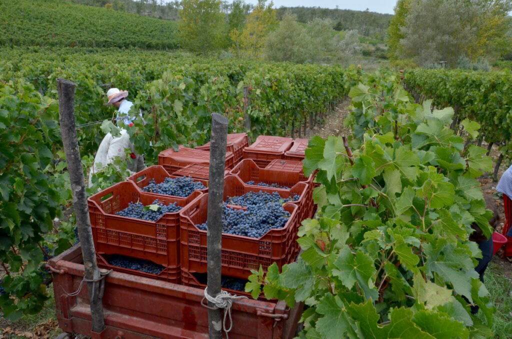 grape wagon at il colombaio di cencio vineyard, gaiole in chianti, itay