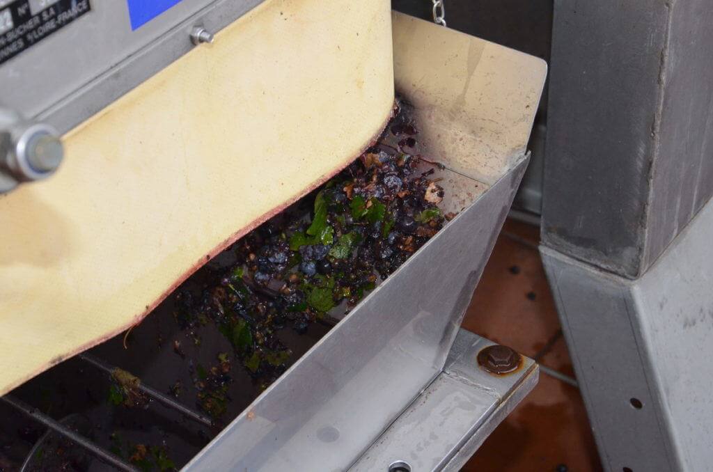 grapes crushed by grape crusher at il colombaio di cencio vineyard, gaiole in chianti, itay
