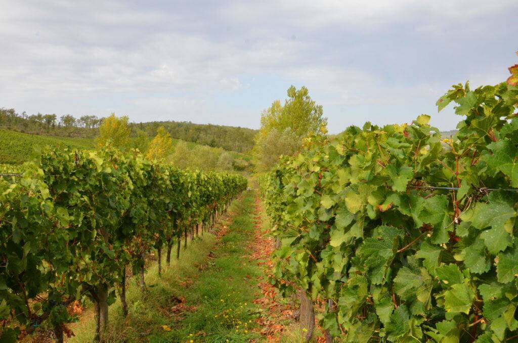 grapes growing in the field at ll colombaio di cencio, gaiole in chianti, itay