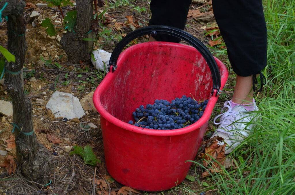 grapes in a bucket at il colombaio di cencio vineyard, gaiole in chianti, itay
