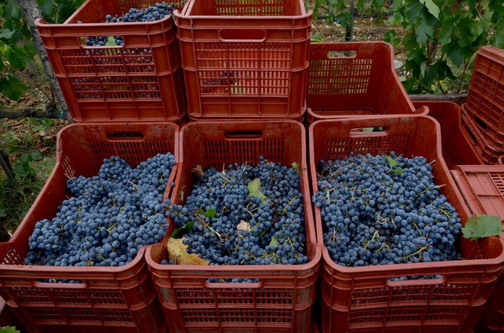 grapes in boxes aboard a grape wagon at il colombaio di cencio vineyard, gaiole in chianti, itay