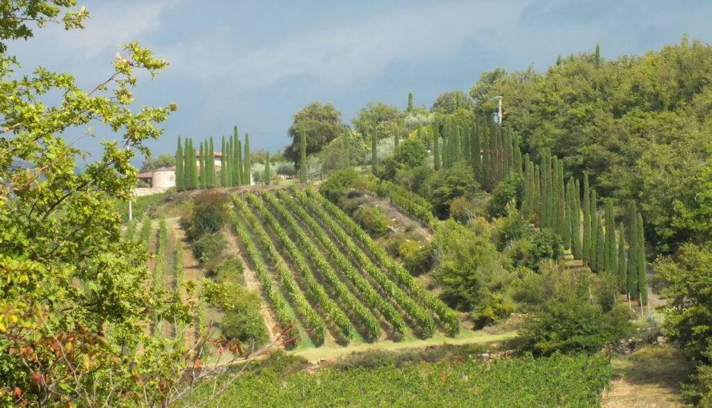 italian cypress evergreen trees at ll colombaio di cencio Vineyard, gaiole in chianti, itay