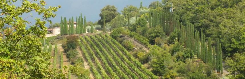 italian cypress evergreen trees at ll colombaio di cencio Vineyard, gaiole in chianti, itay