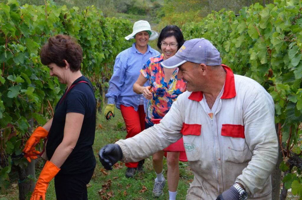 jean assists among the grape vines at il colombaio di cencio vineyard, gaiole in chianti, itay