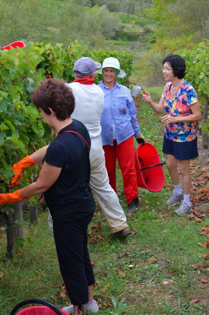 jean assists in cutting grapes from a vine at il colombaio di cencio vineyard, gaiole in chianti, itay