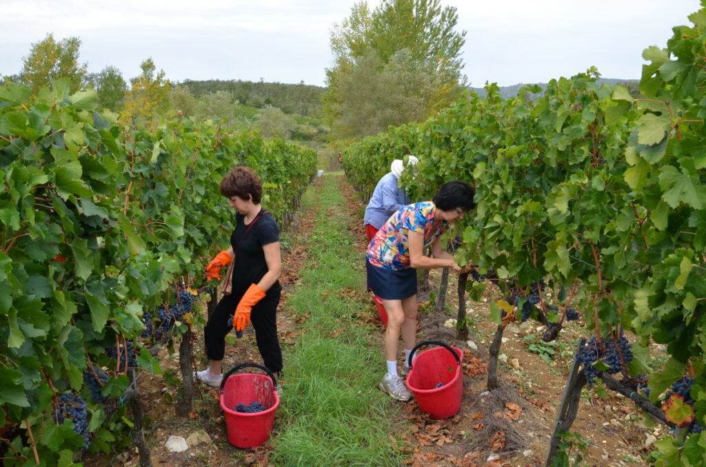 jean assists in cutting grapes from the vine at il colombaio di cencio vineyard, gaiole in chianti, itay