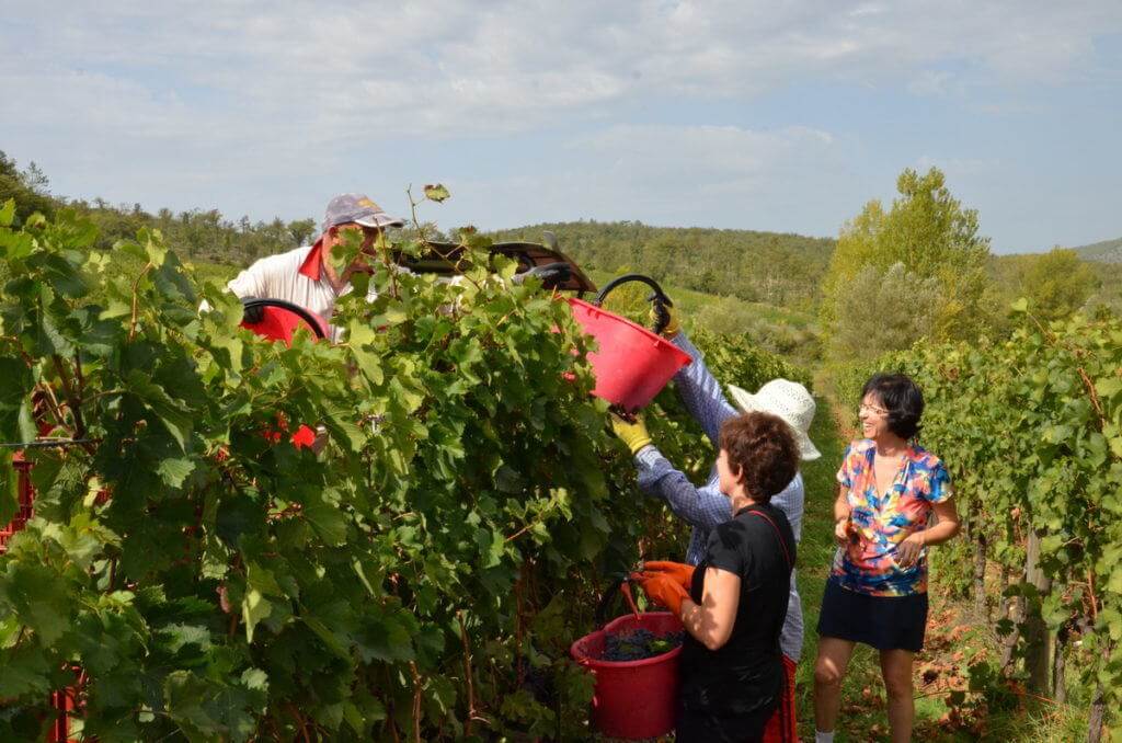 ladies hand grapes to grape wagon at il colombaio di cencio vineyard, gaiole in chianti, itay