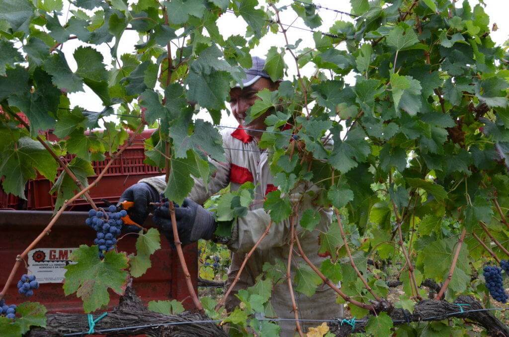 man cutting grapes from a vine at il colombaio di cencio vineyard, gaiole in chianti, itay