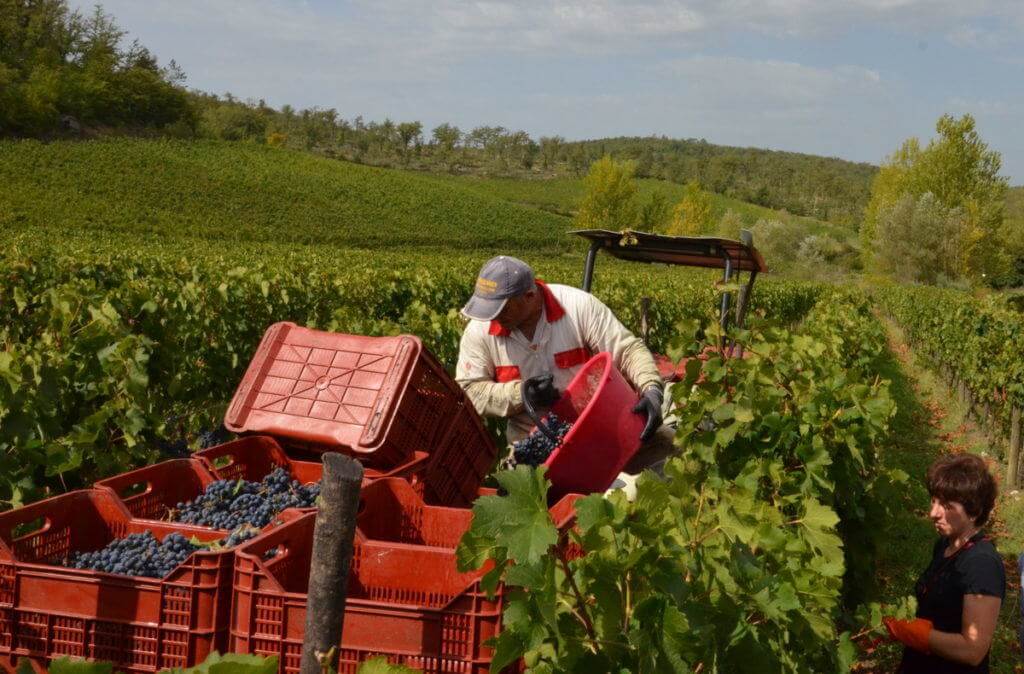 man dumps grapes into basket on grape wagon at il colombaio di cencio vineyard, gaiole in chianti, itay