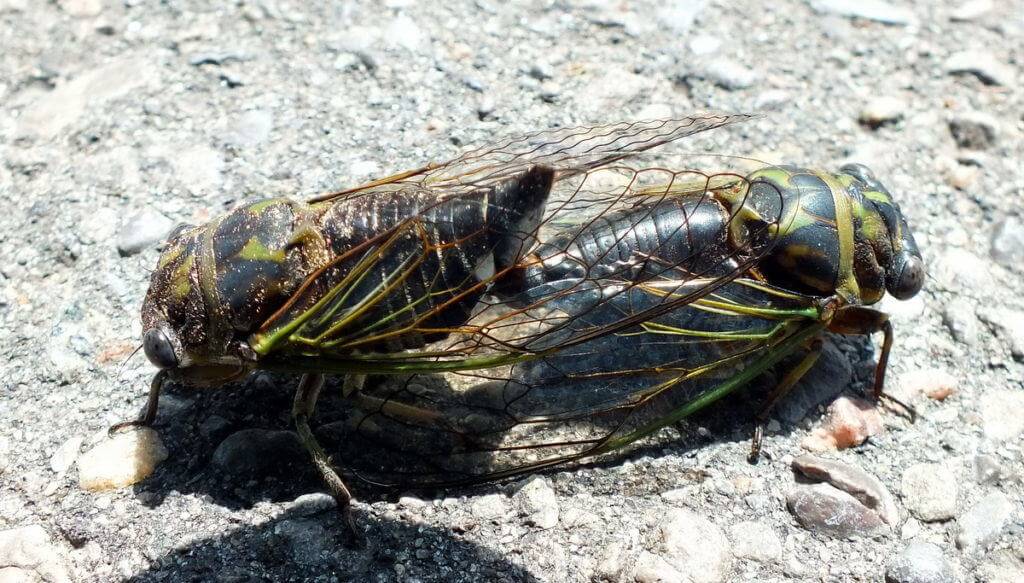 mating cicadas in toronto, ontario