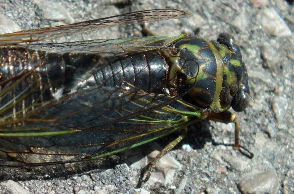closeup of the wings and back of a cicada in a garden in toronto, ontario