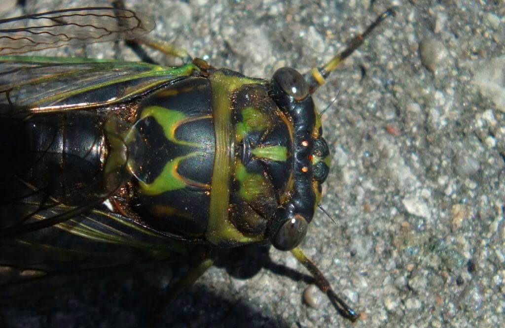 closeup of the top of a cicada's head in a garden in toronto, ontario
