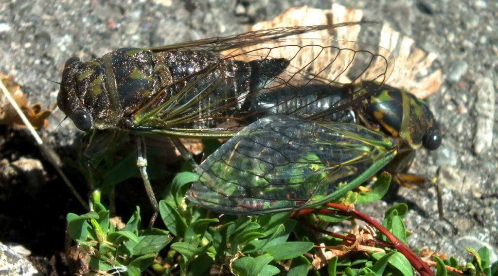 two cicadas mating among plants in a garden in toronto, ontario