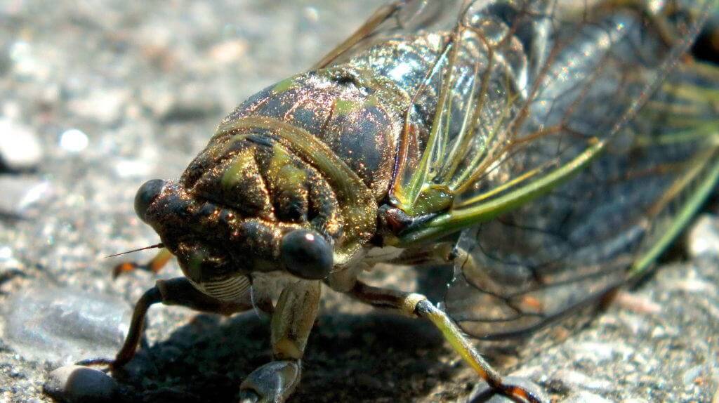 closeup of a cicada's head in a garden in toronto, ontario