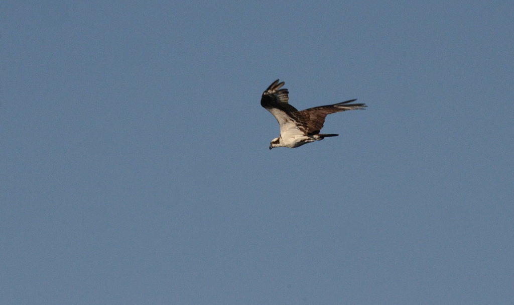 osprey in flight at carden alvar, ontario