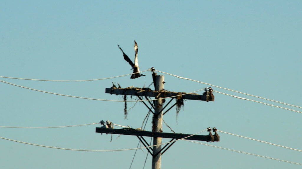 osprey lands with tree limb on a hydro pole at carden alvar, ontario