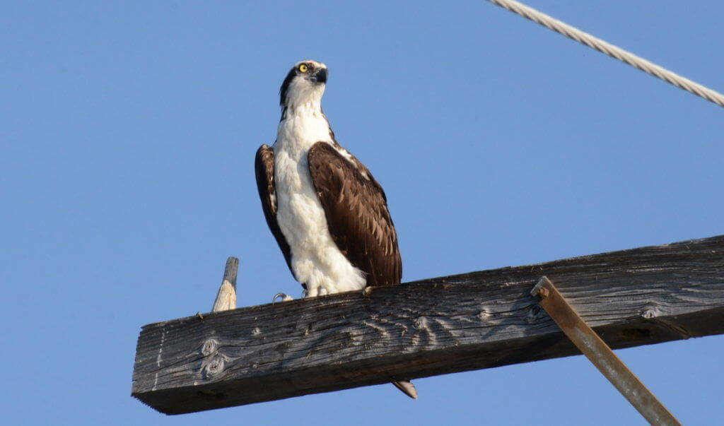 osprey sitting on a hydro pole at carden alvar, ontario