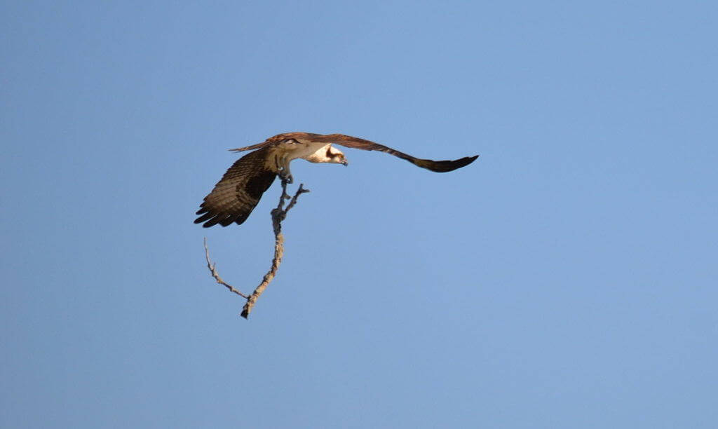 osprey with tree branch, carden alvar, ontario, pic 1