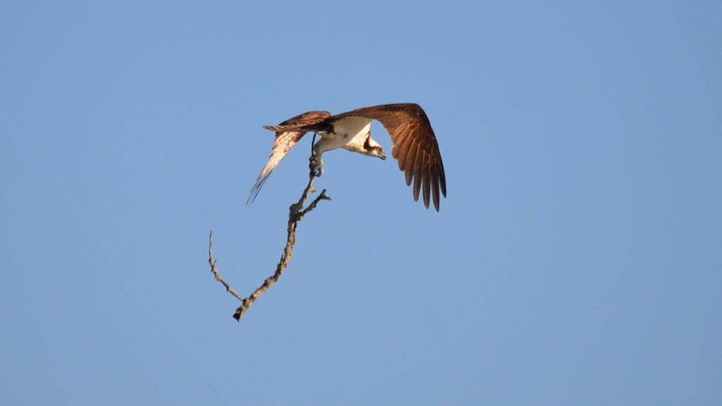 osprey with tree branch, carden alvar, ontario, pic 2