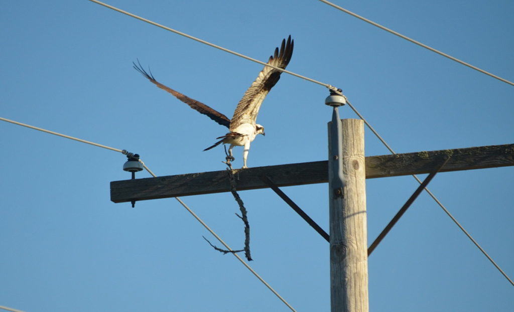 osprey with tree branch, carden alvar, ontario, pic 3