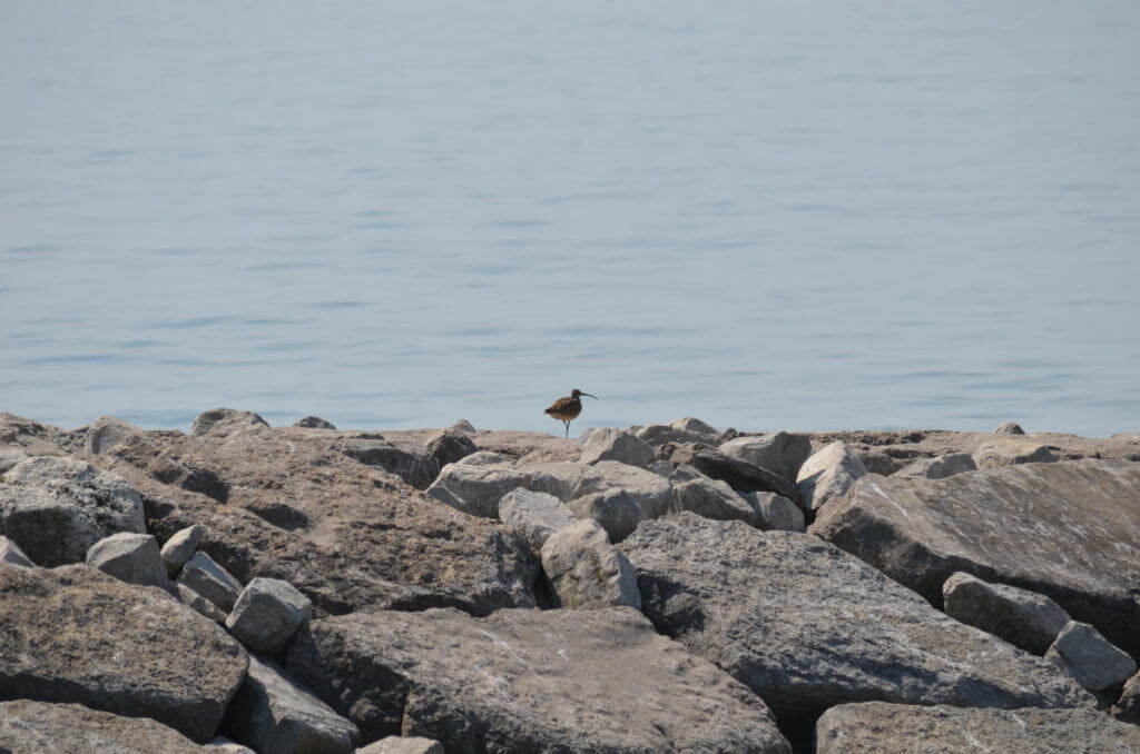 whimbrel along the lake ontario waterfront trail, ontario