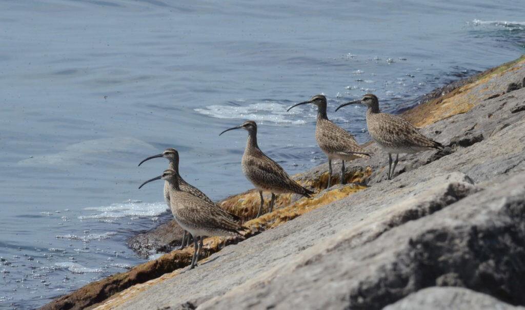 whimbrels along lake ontario, scarborough, ontario