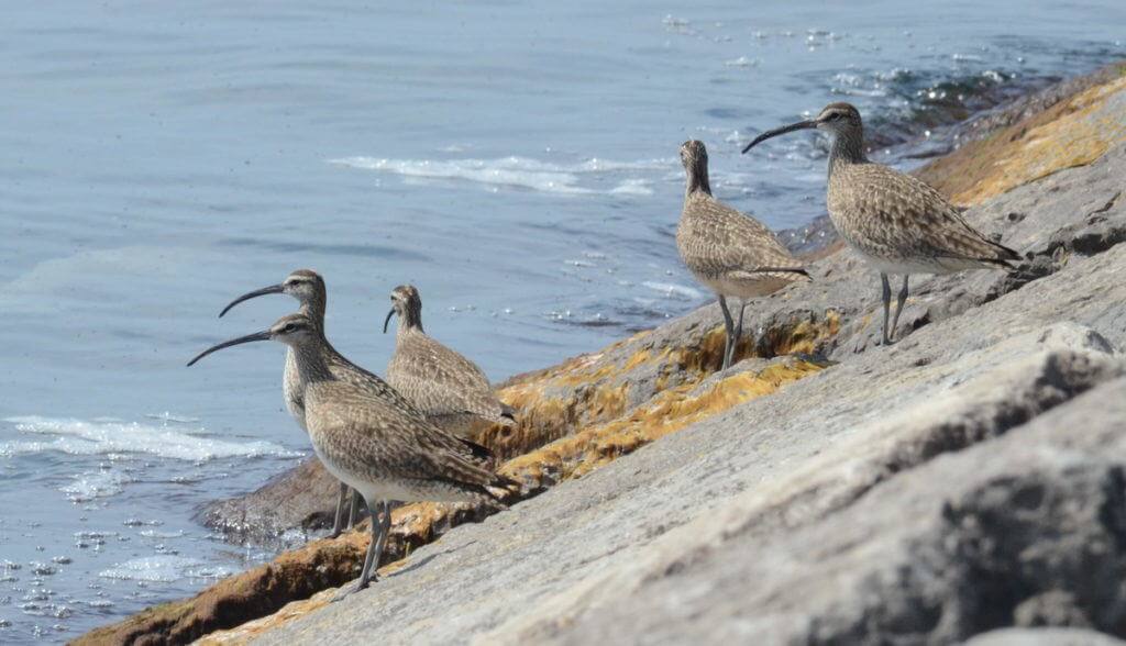 whimbrels along lake ontario, scarborough, ontario 2