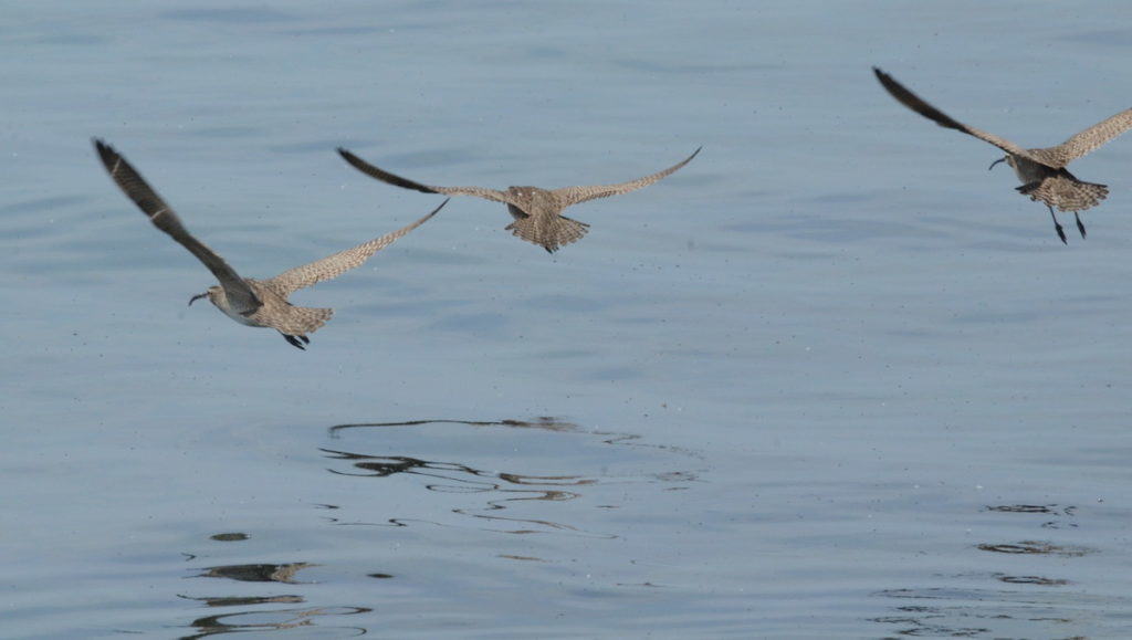 whimbrels along lake ontario, scarborough, ontario 3