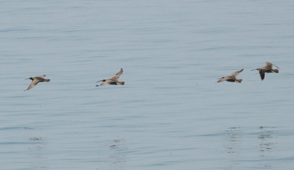 whimbrels along lake ontario, scarborough, ontario 5