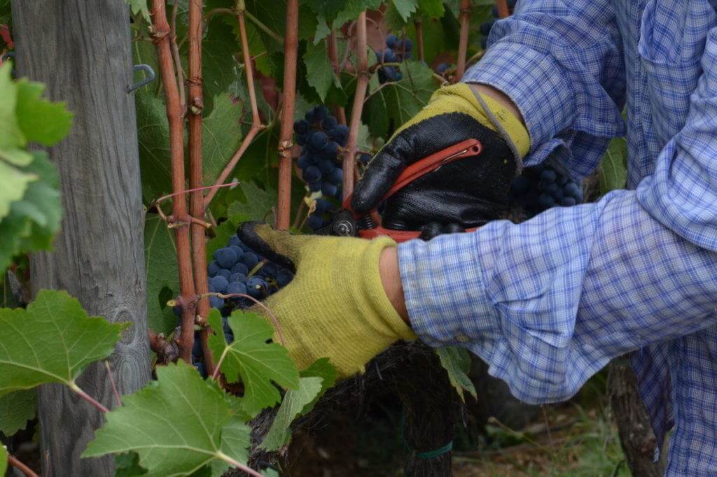 woman cuts grapes from a vine at il colombaio di cencio vineyard, gaiole in chianti, itay