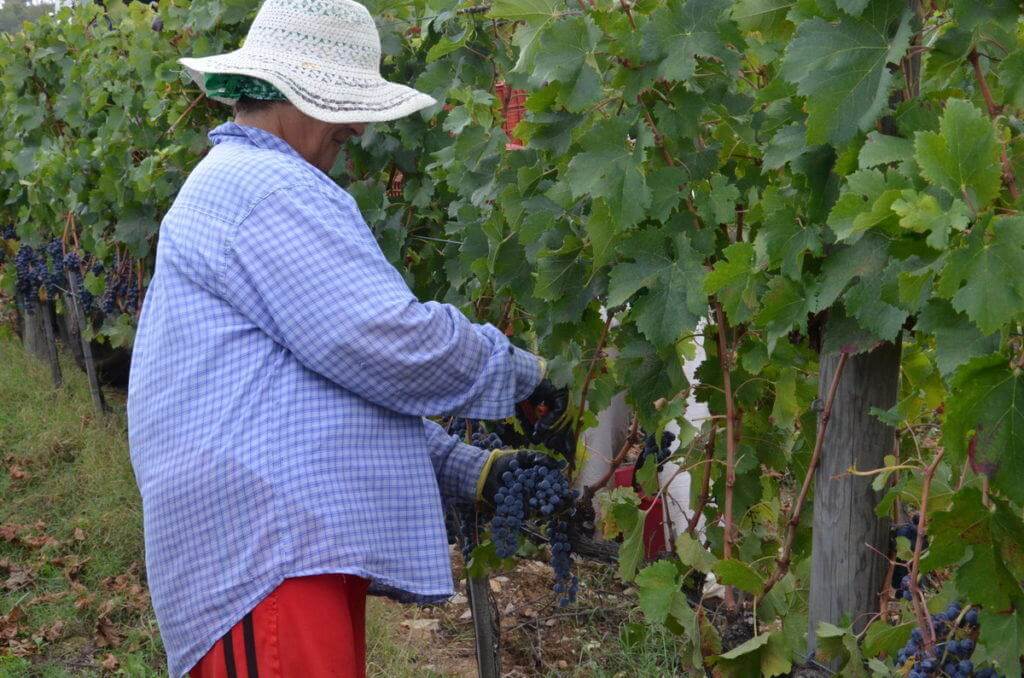 woman cutting grapes from a vine at il colombaio di cencio vineyard, gaiole in chianti, itay