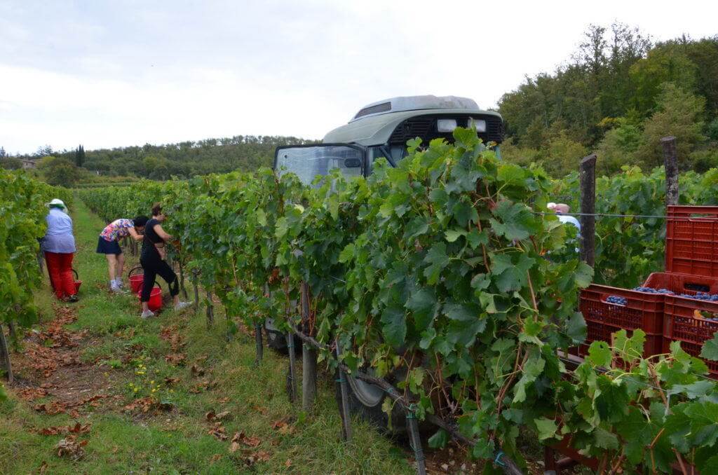 women cut grapes beside grape wagon at il colombaio di cencio vineyard, gaiole in chianti, itay