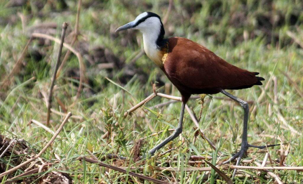 african-jacana